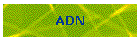 ADN